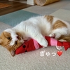トレーニングに励み、高層階でお食事をする筋トレーニャー。