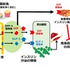 じじぃの「糖尿病・インスリン注射とDPP-4阻害薬で血糖値を下げる！家庭の新医学」