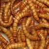 ミルワームを長期保存しよう！ミルワームのキープ方法について！