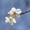 公園の桜