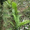 裏山のコゴミが根付いたようです。