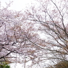 2022年、桜もみじ 365