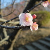 茅ヶ崎公園　カワヅザクラ咲く