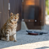 隣県東部離島のねこさん