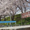 Googleマップにない「ひもりふれあいパーク」の桜