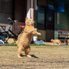 深島のねこさん