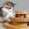 可愛いネコちゃんシリーズー5・・・