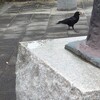 カラスとハトとちいさなパン。