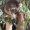 パース動物園　Perth Zoo