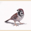 野鳥大好き！Ⅳ