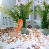 金魚「ナナメちゃんが・・・」