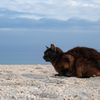 竹富島のねこさん