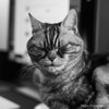 すべてを断ち切る猫導師
