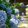 見頃を迎えた紫陽花を観賞しに明石・魚住の「住吉神社」までサイクリングに行ってきました