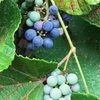 ゴボウやブドウ：3）ヤマブドウとノブドウの実