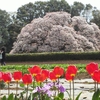 吉高の大桜