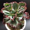 【エケベリア紹介9】 ヴァージニア リー Echeveria ’Virginia Lee’