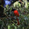 Scarlet Minivet  ヒイロサンショウクイ