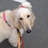 犬未経験者が飼育する大型犬：アフガンハウンドとの暮らし