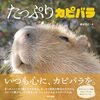 ライブ配信アーカイブ: ポトフの煮込みのライブ配信 - 2026-03-12