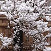 雪ごもり