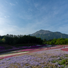  芝桜の丘