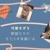 【ツンデレ】【超かわいい】魅力あふれる猫たちがもたらす 幸せホルモン【オキシトシン】分泌で【癒し】効果大！