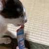 猫の写真を載せてみる