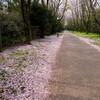 筑波大 桜の花びら 