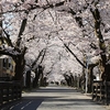 今年も桜が咲いたので