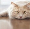 スルメイカ漁の休止措置に思う。(v_v)