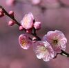 ちょっとそこまで　またまた南公園の梅林に 2024 02 08
