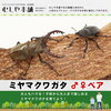 送料無料！【国産 ミヤマクワガタ 成虫 オスメスペア】昆虫／クワガタ／生き物／ペット／ミヤマ価格：8,778円（税込、送料無料) .かっちんのホームページとブログに訪問して下さい.宜しくお願い致します...