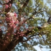 那覇・牧志公園に咲く桜の様子～2024年沖縄生活
