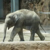 まんぼぅくん、上野動物園　その3