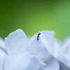 LUMIX S 24-105mm F4は寄れるレンズだがもっともっと寄りたいんじゃ！