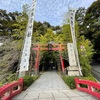 来宮神社 ⭐︎ 静岡県熱海市