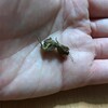 オケラのヌケガラ