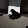 野良猫(4)(その7)