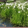 【大阪ポタリング】『山田池公園』まで自転車で散歩【花しょうぶ園】 