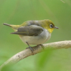 労働公園の野鳥を紹介（２０２０　０５１４）夕方探鳥　その１。