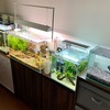 明けましておめでとうございますからの水槽紹介