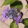 庭レポ（6.2）藍姫の花色、蕾が色々
