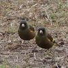 野鳥を求めて…