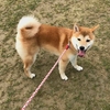 柴犬あきとの生活　185