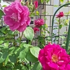 寺西菊雄のブルースハープ