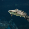 ポリプテルス・コンギクス Polypterus congicus