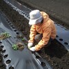 枝豆の植え付け