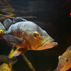 アイスポットシクリッド Cichla sp.