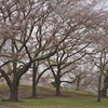 花いっぱいの昭和記念公園